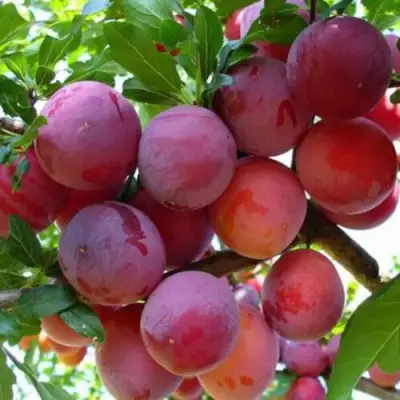 Слива НЕКТАРИННАЯ АРОМАТНАЯ в Жодино