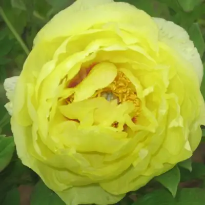 Пион ЗОЛОТО ПОДНЕБЕСНОЙ древовидный в Жодино