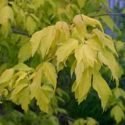 Клен ясенелистный в Жодино