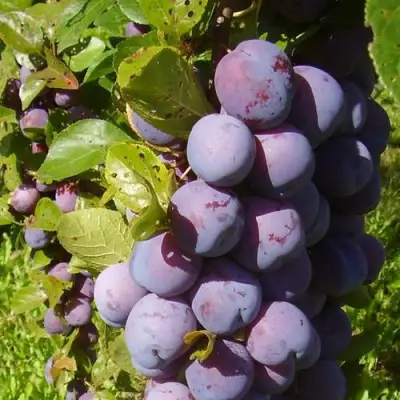 Слива НАГРАДА НЕМАНСКАЯ в Жодино