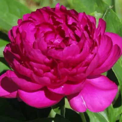 Пион БАРХАТ НОЧИ травянистый в Жодино