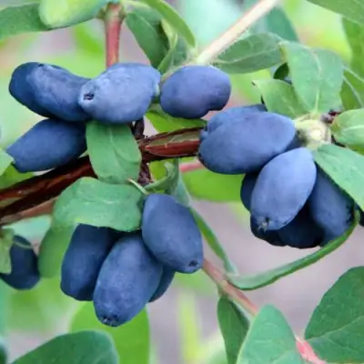 саженцы жимолости хоней би