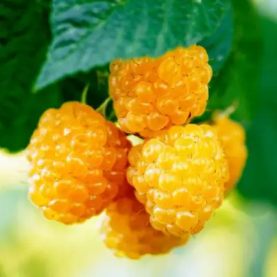 Малина МЕДОВАЯ в Жодино