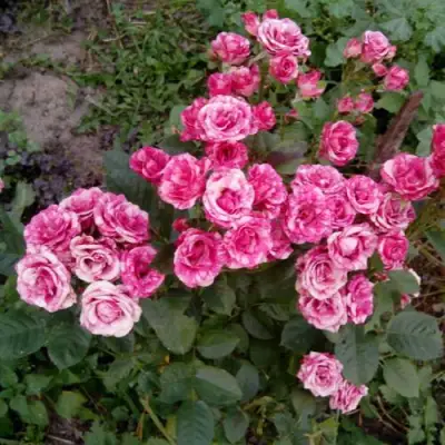 Роза ФЛЕШ ДАНС спрей в Жодино