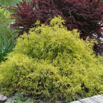 Кипарисовик ГОЛДЕН МОП горохоплодный в Жодино