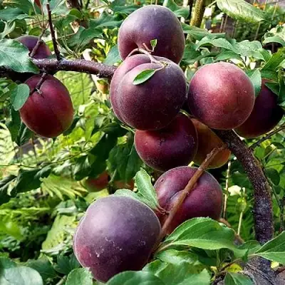 Шарафуга БЕЛЛА РОЯЛЬ в Жодино