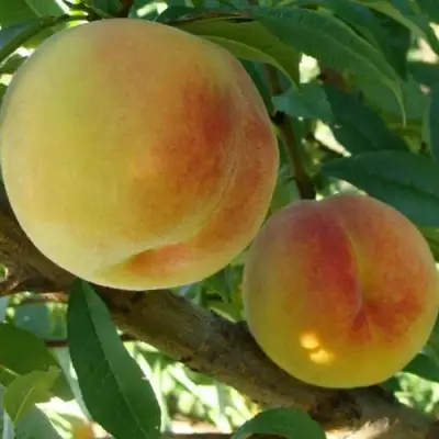 Персик ДОНЕЦКИЙ ЖЕЛТЫЙ в Жодино