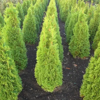 Туя САННИ СМАРАГД западная  в Жодино