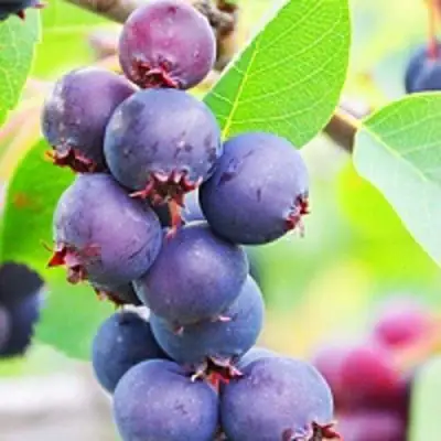 Ирга СМОУКИ в Жодино