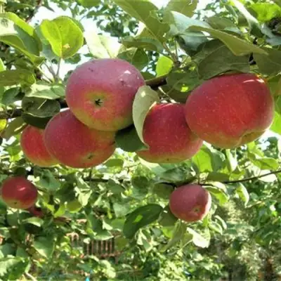 Яблоня ОРЛИК в Жодино