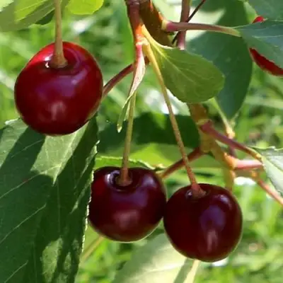 Дюк НАДЕЖДА в Жодино