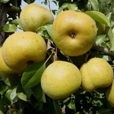 Груша ПЛАТОНОВСКАЯ в Жодино