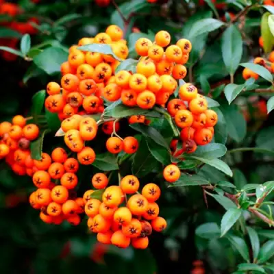 Пираканта ОРАНЖ ГЛОУ в Жодино