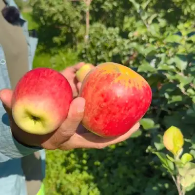 Яблоня БЛАГАЯ ВЕСТЬ в Жодино