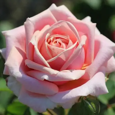 Роза ФРЕДЕРИК МИСТРАЛЬ чайно-гибридная в Жодино