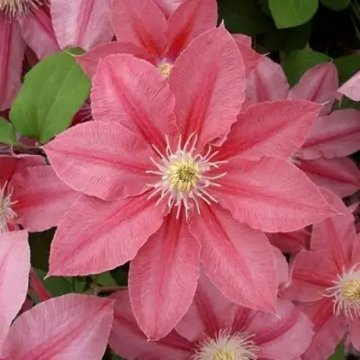 Клематис ЛИТЛ МЕРМЕЙД в Жодино