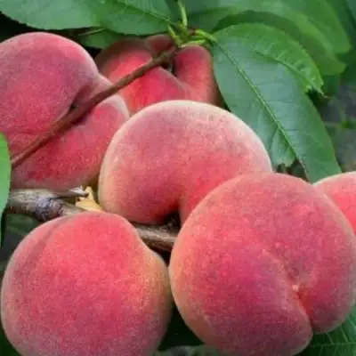 Персик ЮБИЛЕЙ СТОЛИЦЫ колонновидный в Жодино