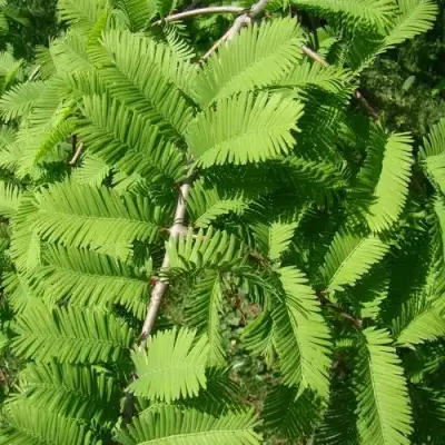 Метасеквойя  ГЛИПТОСТРОБОИДНАЯ  в Жодино