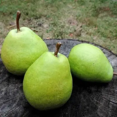 Груша БЕРЕ ЛЮКА в Жодино