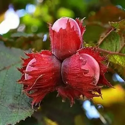 Фундук КРАСНЫЙ ЯНТАРЬ в Жодино