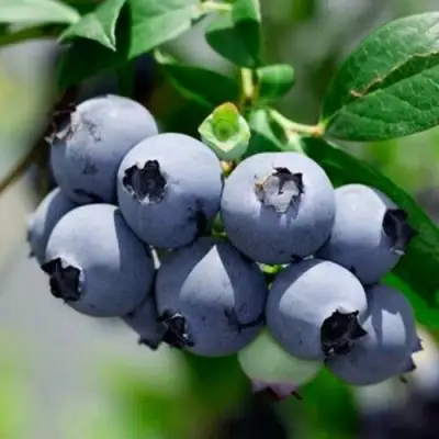 Голубика СИЕРРА в Жодино