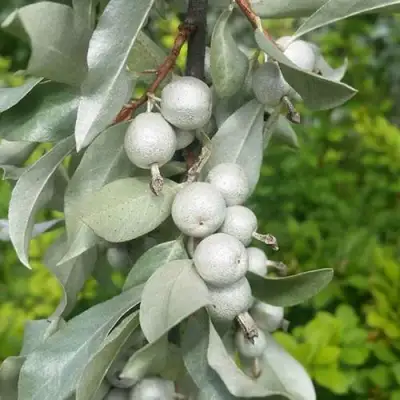 ЛОХ СЕРЕБРИСТЫЙ в Жодино