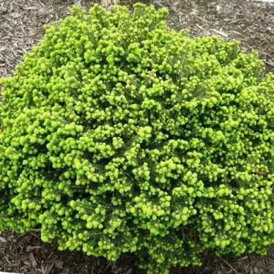 Ель ЛИТЛ ДЖЕМ обыкновенная в Жодино