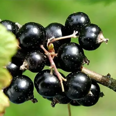 Смородина чёрная ЦЕРЕРА в Жодино