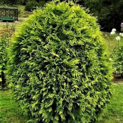 Туя ТИП ТОП западная в Жодино