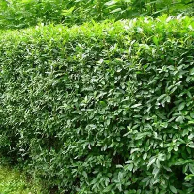 Бирючина обыкновенная в Жодино