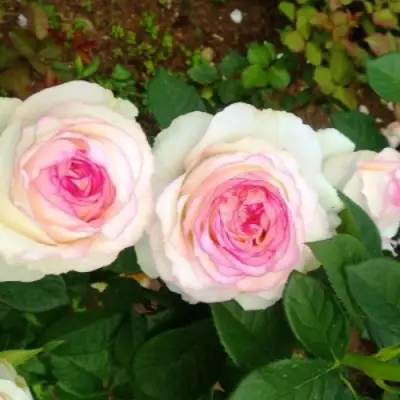 Роза ДОЛЬЧЕ ВИТА чайно-гибридная в Жодино