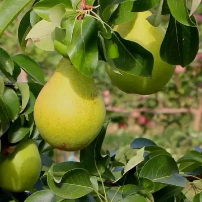 Груша ДОБРЯНКА в Жодино