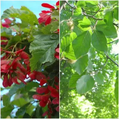 Комплект ЗЕЛЕНОЕ ЧУДО в Жодино