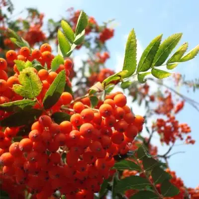 Рябина ВЕФЕД сладкоплодная в Жодино