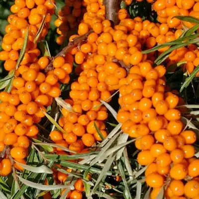 Облепиха ЕЛИЗАВЕТА в Жодино