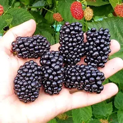 Ежевика ОУАЧИТА бесшипная  в Жодино