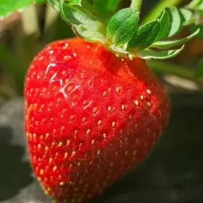 Клубника АЛЬБА в Жодино