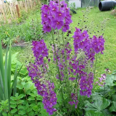 Коровяк ВИОЛЕТТА (вербаскум) в Жодино