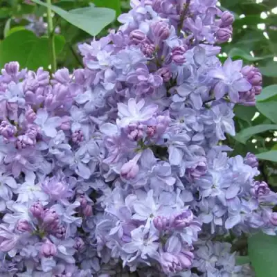 Сирень НЕБО МОСКВЫ в Жодино