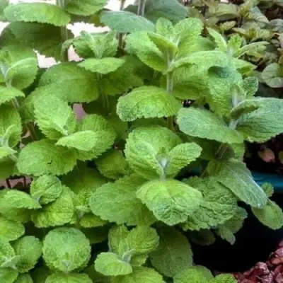 Мята яблочная в Жодино