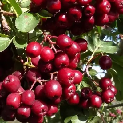 Рябина ГРАНАТНАЯ сладкоплодная в Жодино