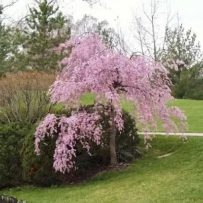 Сакура КИКУ ШИДАРЕ в Жодино