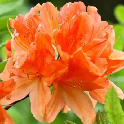 Азалия ГЕЙША ОРАНЖ японская в Жодино