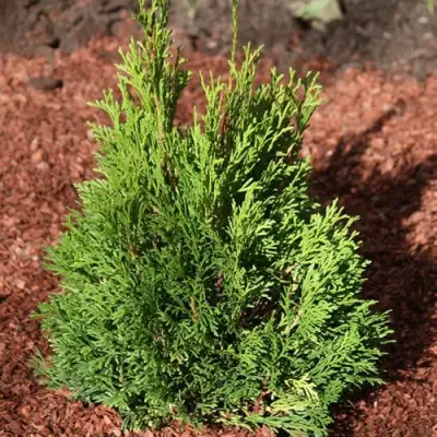 Туя МИКИ западная в Жодино