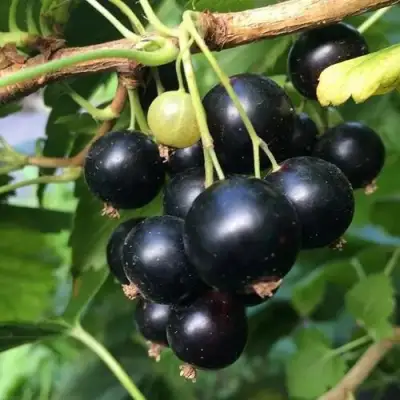 Смородина чёрная ДАБРАДЗЕЯ в Жодино