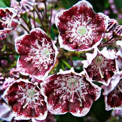 Кальмия БЛЕК ЛЕЙБЛ  в Жодино