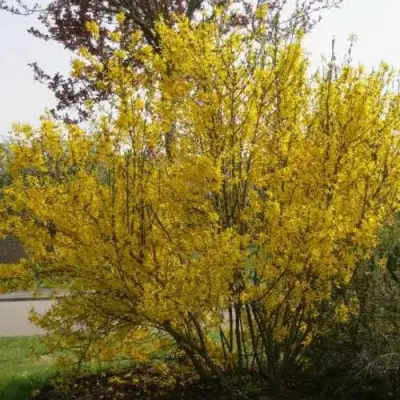 Форзиция КАМСОН промежуточная в Жодино