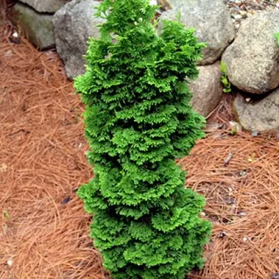 Туя СПИРАЛИС МИНИ западная в Жодино