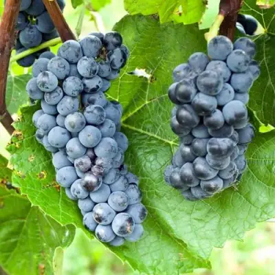 Виноград ВЭЛИАНТ в Жодино