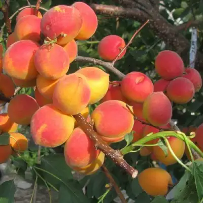 Абрикос РУБИН в Жодино